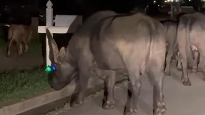 Nashville neighbors wrangle loose water buffalo wandering the streets