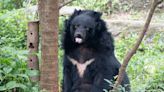亞洲黑熊「小熊」高齡34歲辭世！曾攻擊保育員登版面 今安詳走完最後一程 - 鏡週刊 Mirror Media