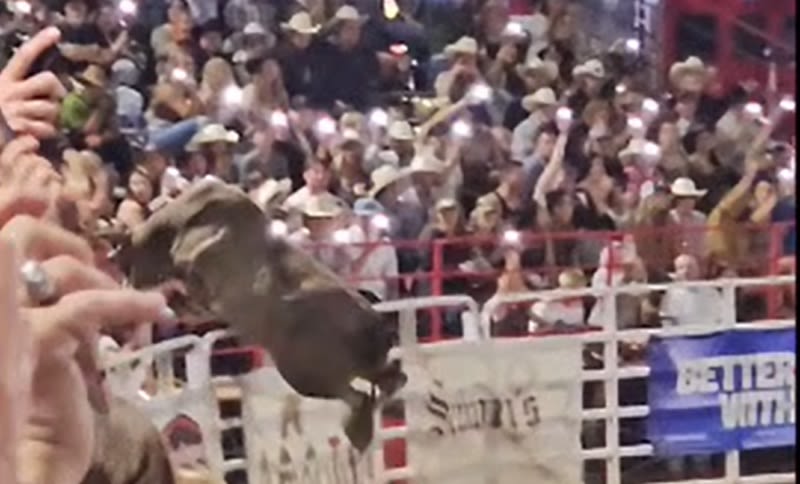 ‘Party Bus’ the bull banned from competing after jumping into Oregon crowd