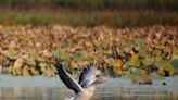 Iowa critical to migratory birds along Mississippi Flyway