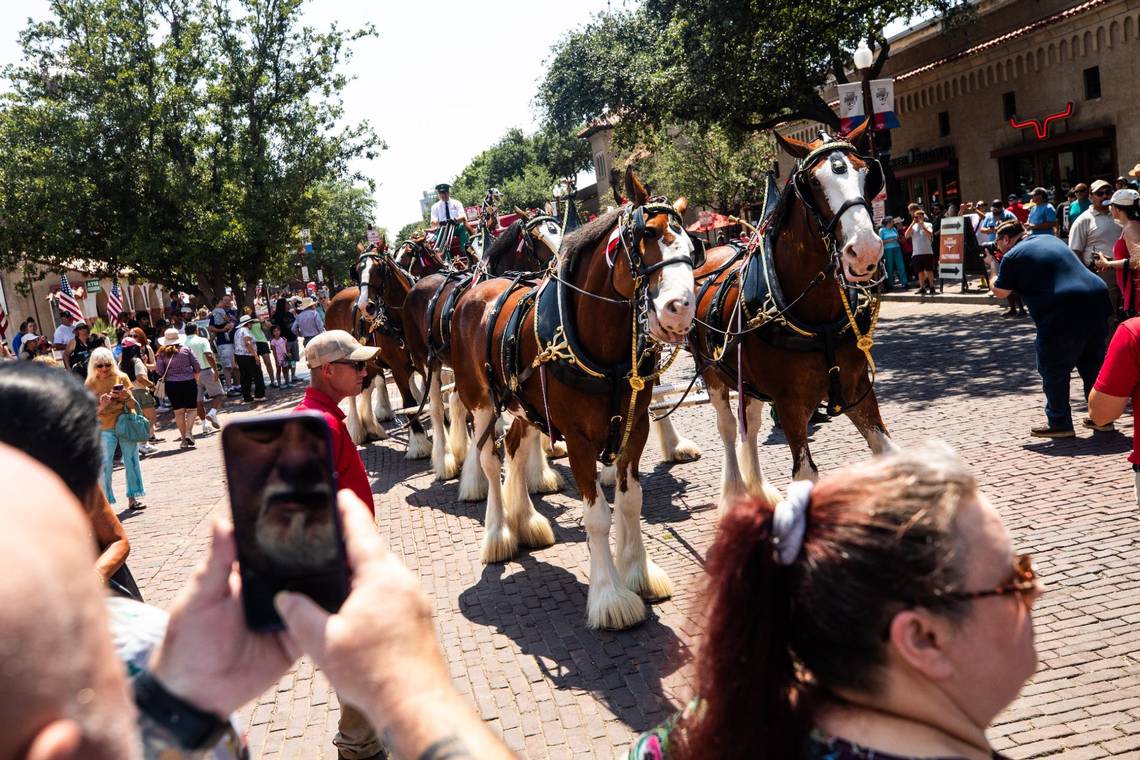 Move over, Fort Worth Herd... The Budweiser Clydesdales take over the Stockyards