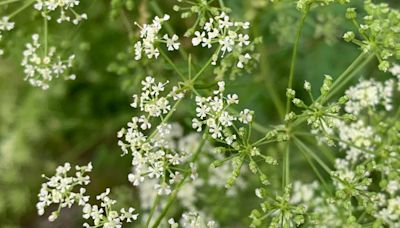 Poison hemlock in Ohio: Here's how to spot the plant, prevent contact