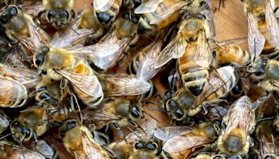 Golf course employee dies after being stung by swarm of bees in Arizona