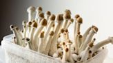 Doing Shrooms Might Have Improved a Man's Color Blindness, Doctors Say