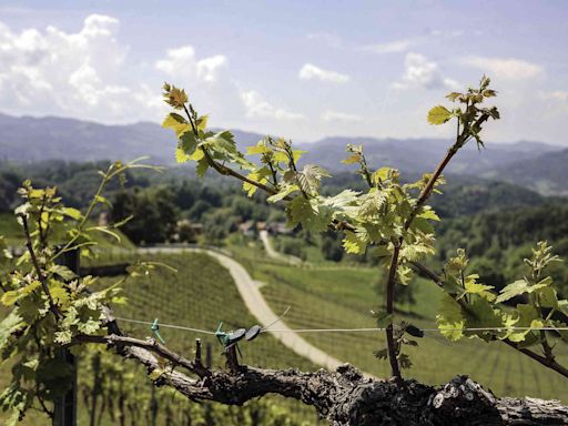 This European Country Is Leading the Natural Wine Movement — Here's Where to Drink