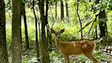 Pa. deer hunters out to buy 2024 licenses face major change as sale date approaches
