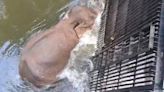 Wild elephant stuck in channel near Periyar dam rescued