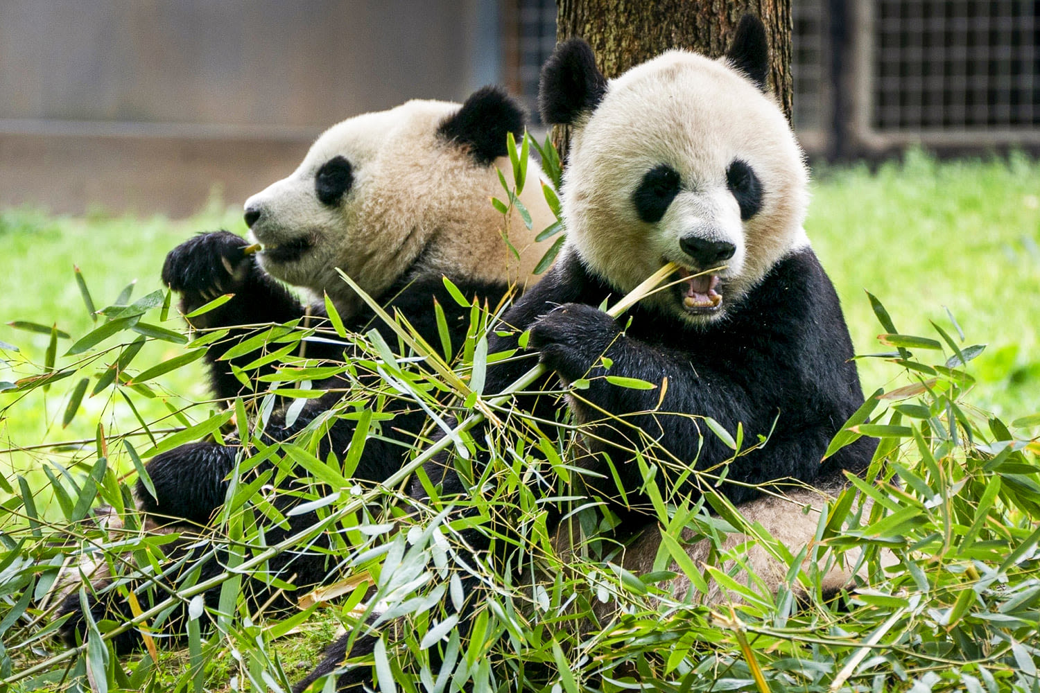 Two giant pandas will arrive at D.C.'s National Zoo this year, officials say