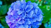 Expert shares simple tip on how to grow bigger and more vibrant hydrangeas