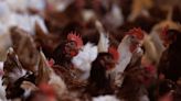 U.S. begins testing bird flu vaccines for poultry after record outbreak