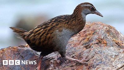 Reality show contestant killed and ate protected bird in NZ