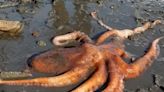 10-Year-Old Girl Armed With Sand Bucket Helps Save Stranded Giant Octopus