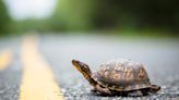 Why did the turtle not cross the road?