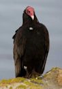 New World vulture