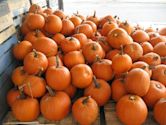 calabaza gigante