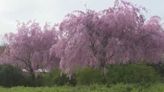 Last weekend to visit Cherry Blossom Festival in New Jersey