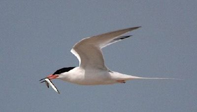 Rare roseate tern spotted along Lake Erie. Here's how you can get a glimpse of the bird