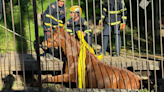 Horse gets stuck in ditch after stumbling in Laguna Niguel