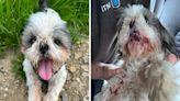 "A vampire dog!" Owner left distraught after pet is VIOLENTLY ATTACKED in local park