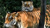 The AI of the tiger: A high-tech bid to save an iconic species