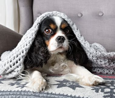 The $11 secret to keeping scaredy-dogs calm during 4th of July fireworks