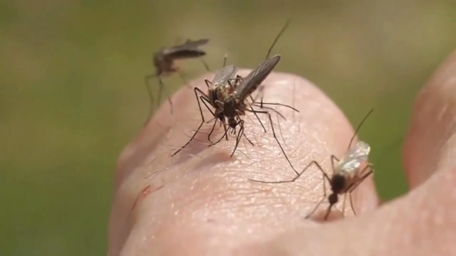 Human case of dengue fever confirmed in Harris County