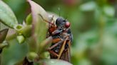 Cicadas spotted in Arkansas as Brood XIX continues to emerge: See US map, latest sighting info