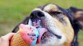 Do Dogs Have Taste Buds?