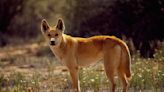 Ancient DNA Unravels the Mysteries of the Dingo, Australia's Wild Dog
