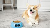 Corgi Dad Hilariously Shows the Difference Between How His Dog and Cat Ask for Dinner