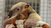 Tamandua pup born at Roger Williams Park Zoo