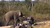 Elephant 'too kind' but still throws fright into reckless tourists