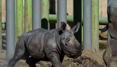 Newborn white rhino Silverio takes his first steps in Chilean zoo