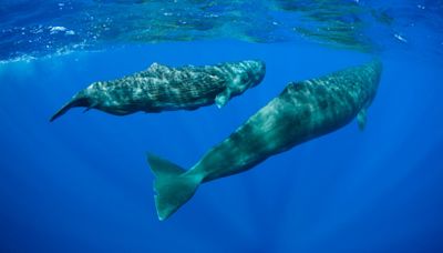 Sperm whales communicate through a 'complex phonetic alphabet,' study finds