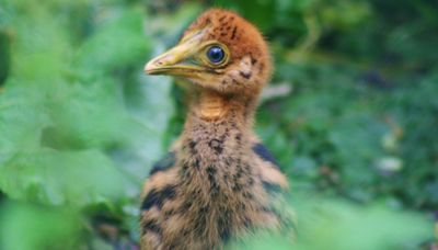 ‘World’s deadliest chick’ hatches in Cotswolds bird park