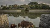 Capivaras ganham rampas nas margens do rio Pinheiros; trânsito ainda é perigo para animais