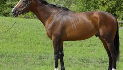 Arrogates Hercules Enters Stud At Equine Partners Veterinary Services In Texas For 2025