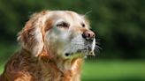 Dogs' Risk of Developing Dementia Increases 50 Percent Each Year After Their 10th Birthday, Study Finds