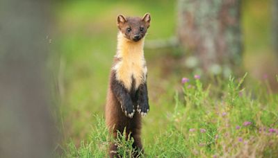The Pine Marten – Our friend or our foe? - opinion - Western People
