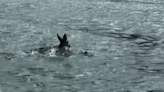 Yes, that was a deer swimming across the Cape Cod Canal