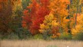 Fall colors are ablaze in the Fox Cities. Check out these 5 nature reserves to see peak foliage.