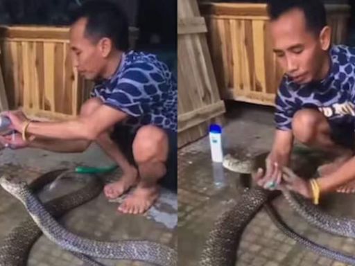 Watch: Man Gives Shampoo Bath To King Cobra - News18