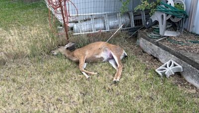 Suspect sought in illegal deer killing with arrow in Madras