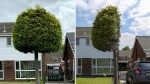 Bizarre half-cut tree from neighbor dispute becomes an unlikely tourist attraction thanks to Google reviews