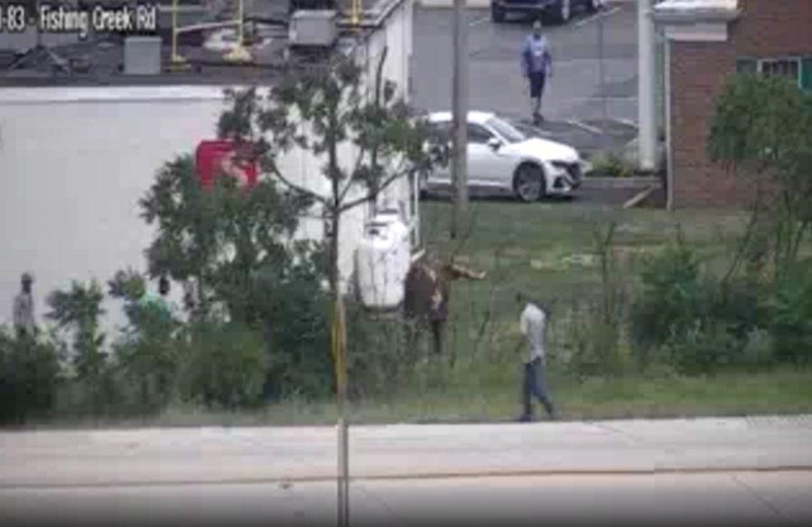 Texas Longhorn bull runs wild near highway off-ramp in York County