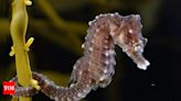 Can male seahorses get pregnant and give birth? | - Times of India