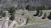 Can you spot the Yellowstone grizzly bear and her three cubs?