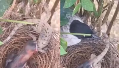 Baby Cuckoo Attempts To Swallow A Chameleon. Here’s What Happens Next - News18