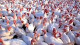 Bird flu found in second Iowa flock in a week