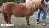 Ex-Doncaster teacher jailed for neglecting Shetland ponies